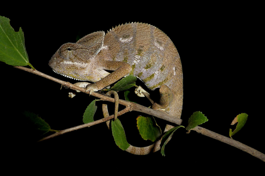 Arabian Chameleon