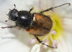 Chasmatopterus