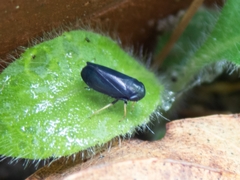 Limotettix anthracinus