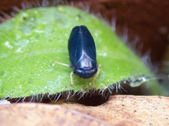 Limotettix anthracinus