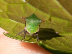 Stictocephala nr. stimulea
