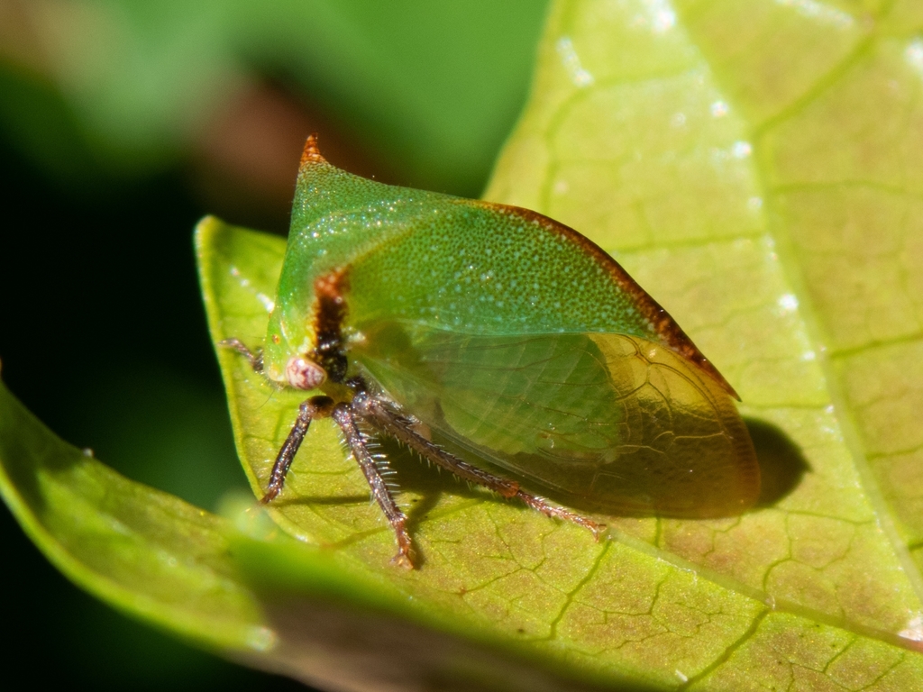 Stictocephala stimulea