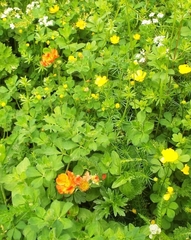 Trollius asiaticus