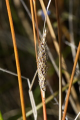 Carex buchananii