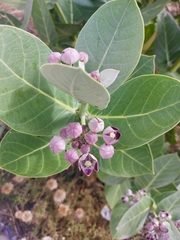 Calotropis procera