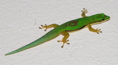 Phelsuma lineata
