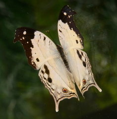 Protogoniomorpha duprei