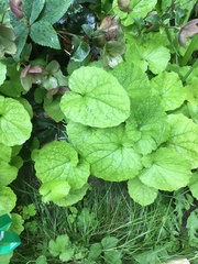 Alliaria petiolata