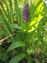 Dactylorhiza incarnata