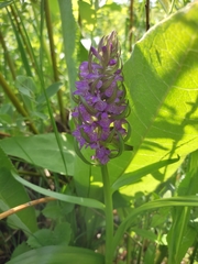 Dactylorhiza incarnata