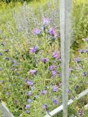 Echium vulgare