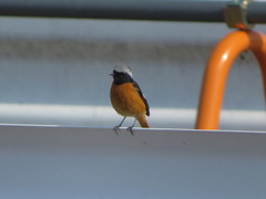 Phoenicurus auroreus