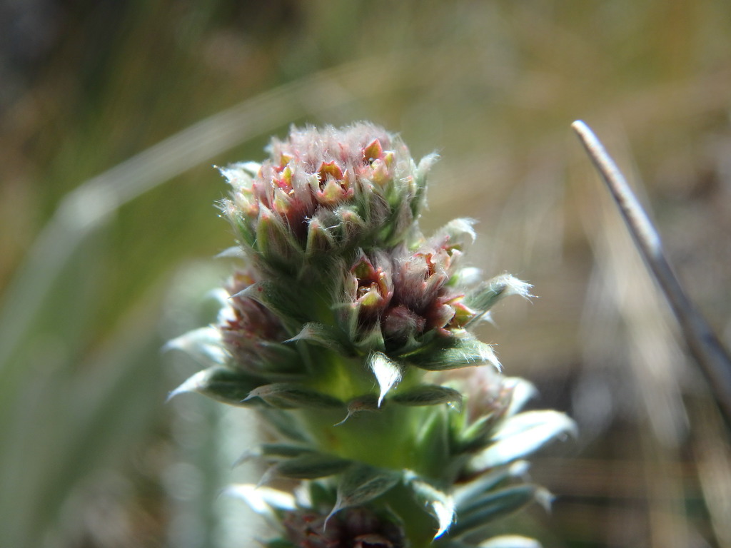Alchemilla nivalis