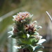 Lachemilla nivalis - Photo (c) Daniel Cahen, algunos derechos reservados (CC BY), subido por Daniel Cahen