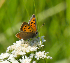 Lycaena phlaeas