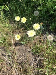 Urospermum dalechampii