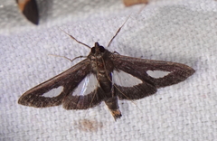 Diaphania praxialis