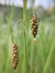 Carex lyngbyei