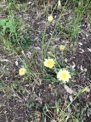 Urospermum dalechampii