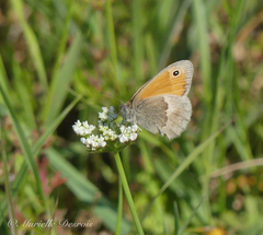 Coenonympha pamphilus