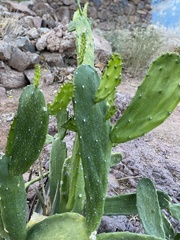 Opuntia