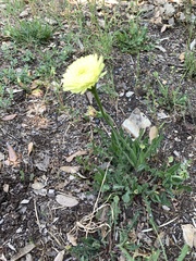 Urospermum dalechampii