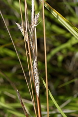 Carex buchananii