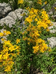 Hypericum perforatum