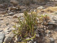 Ophryosporus triangularis