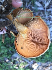 Hygrophoropsis aurantiaca image