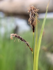 Carex lyngbyei
