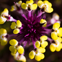Triphysaria eriantha