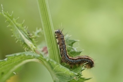 Malacosoma neustria