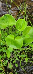 Parnassia asarifolia