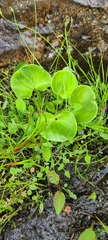 Parnassia asarifolia