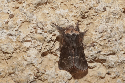 Poecilocampa populi populi