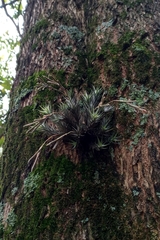 Tillandsia tricholepis