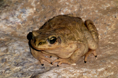 Duttaphrynus dhufarensis
