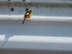 Phoenicurus auroreus