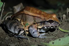 Leptodactylus pentadactylus