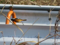 Phoenicurus auroreus