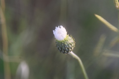 Tyrimnus leucographus