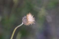 Tyrimnus leucographus