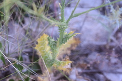 Tyrimnus leucographus