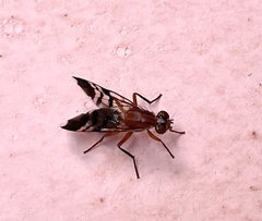 Celidodacus