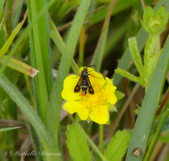 Pyropteron chrysidiforme