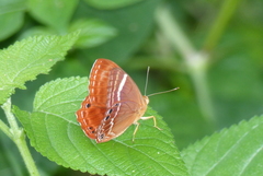 Abisara abnormis