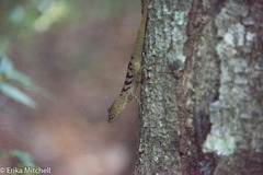 Anolis roquet salinei