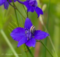 Helicella itala