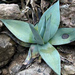 Agave guiengola - Photo (c) Juan Ignacio 1976, some rights reserved (CC BY-SA)